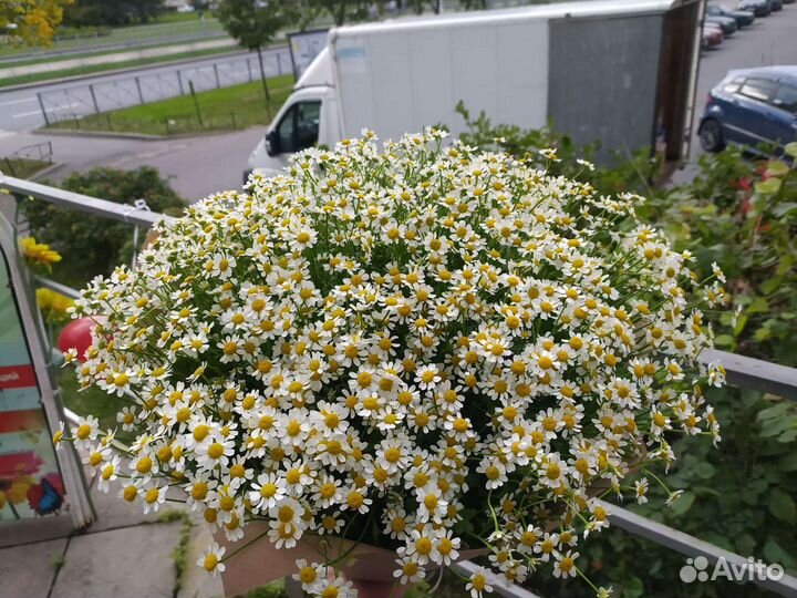 51 ромашка, букет ромашек