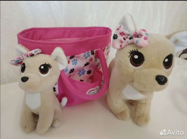 Собака Chi Chi love