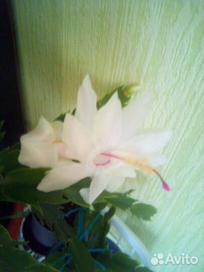 Декабрист белый