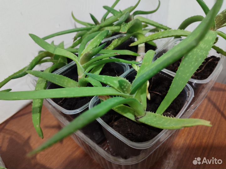 Комнатные цветы алоэ