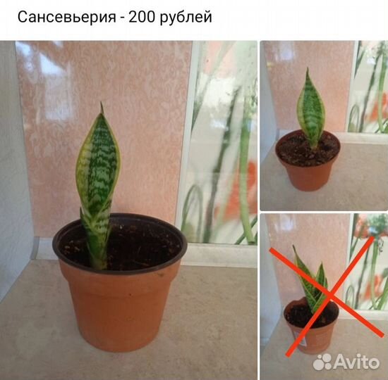 Домашние цветы