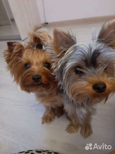 Йоркширский терьер вязка