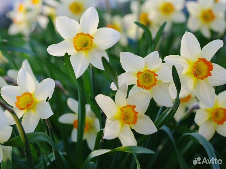 Нарциссы