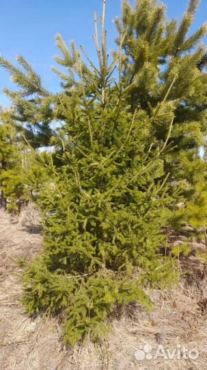 Саженцы хвойных деревьев