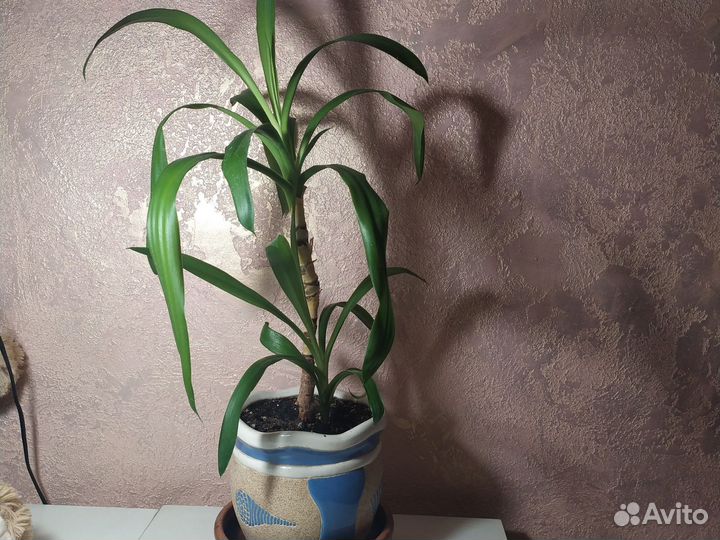 Пальма юкка