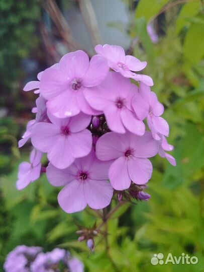 Флоксы многолетние сортовые