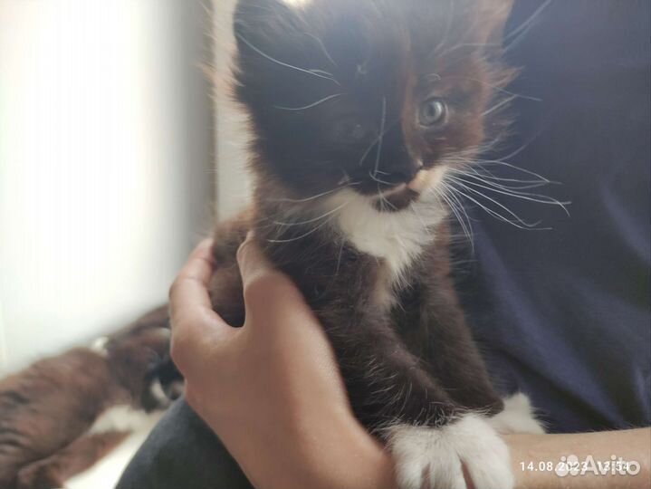 Котята в добрые руки 1 месяц