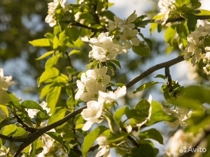 Экскурсия — Москва — Коломенское. История и тайны