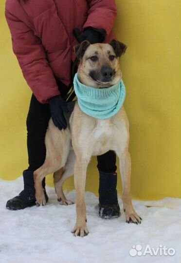 Собака в добрые руки из приюта бесплатно