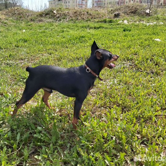 Цвергпинчер