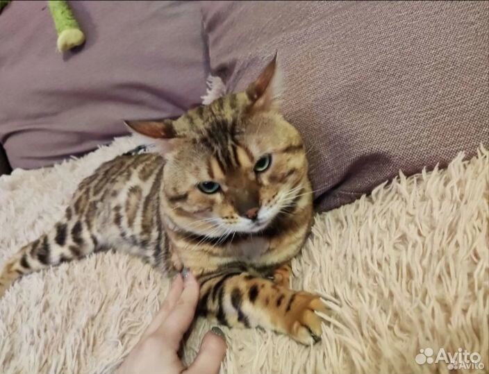 Бенгальская девочка