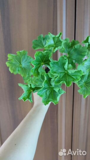 Пеларгония Ю-Моя Прелесть