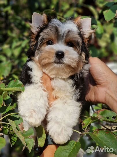 Бивер мальчик