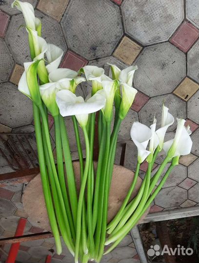 Растения каллы, корни