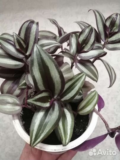 Традесканции сортовые