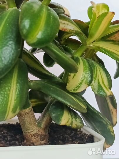 Crassula Return of Beauty