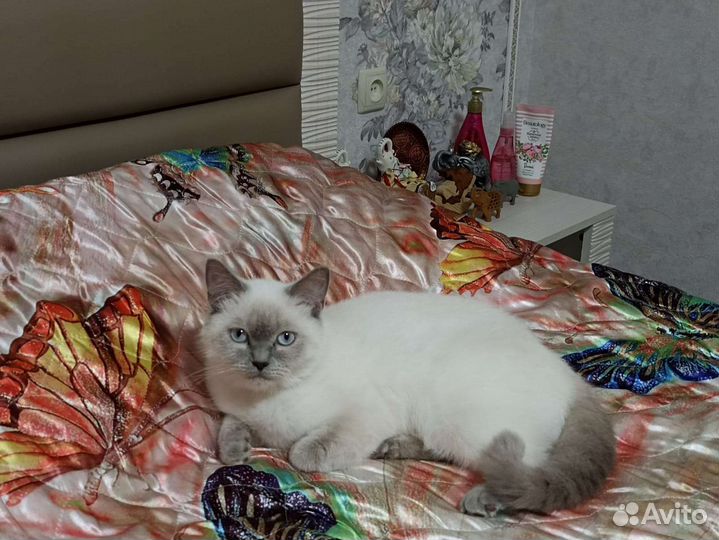 Шотландская порода