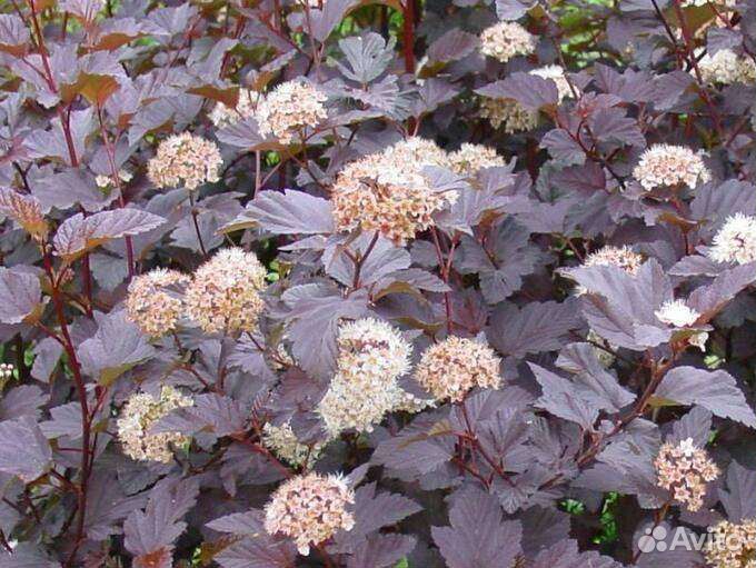 Пузыреплодник Пурпуреа