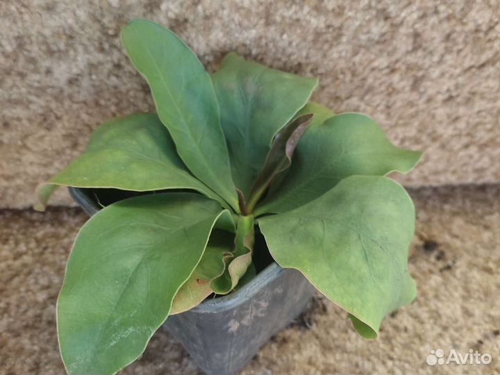 Кермек лавандовый