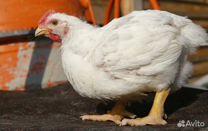 Бройлеры цыплята Кобб 500