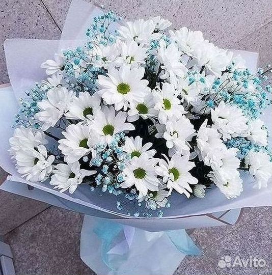 Хризантема