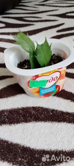 Декабрист шлюмбергера