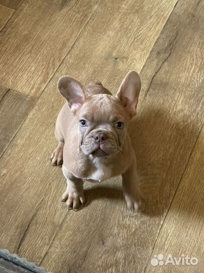 Щенки лиловой и изабелла генетики