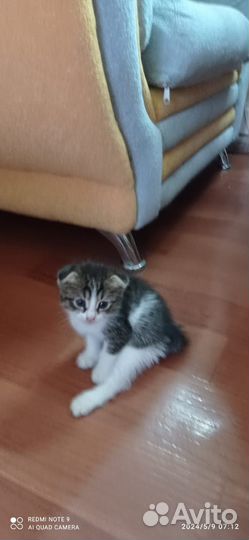 Кошка в дар бесплатно