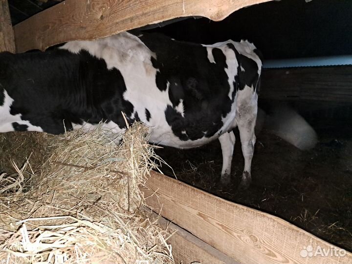 Тёлка стельная