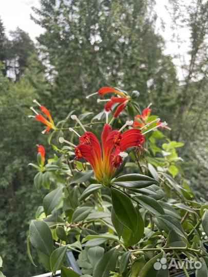 Эсхинантус