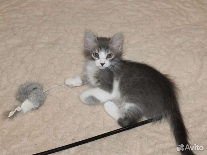 Котенок мальчик