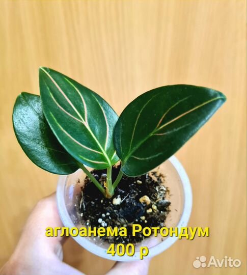 Аглоанема разные сорта