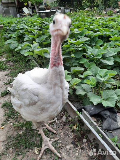 Индюшата Биг 6 и Хайбрид белая широкогрудая 15 мая