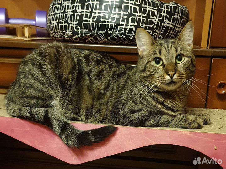 Усат и полосат