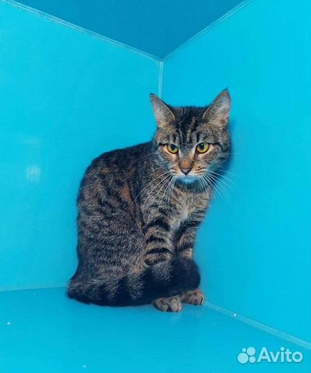 Косоглазка и ее шанс до понедельника