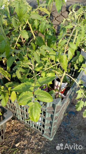 Рассада помидор