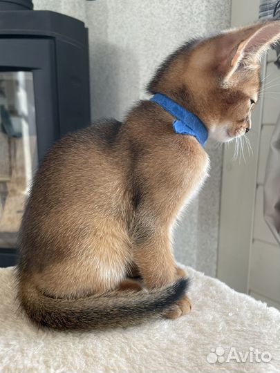 Абиссинские котята