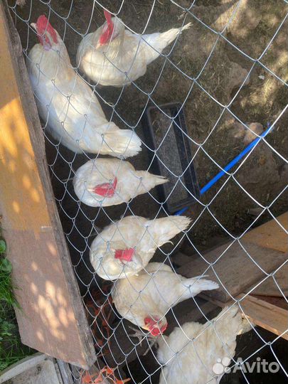 Куры несушки, самовывоз