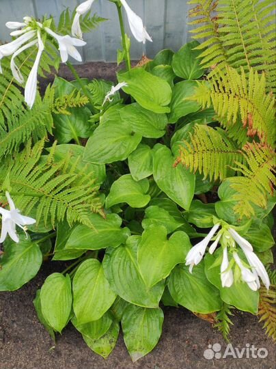 Растения для сада