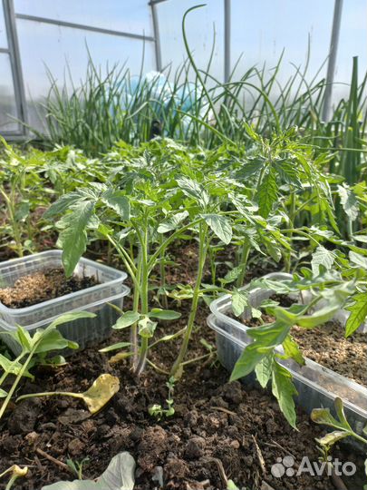 Рассада помидор