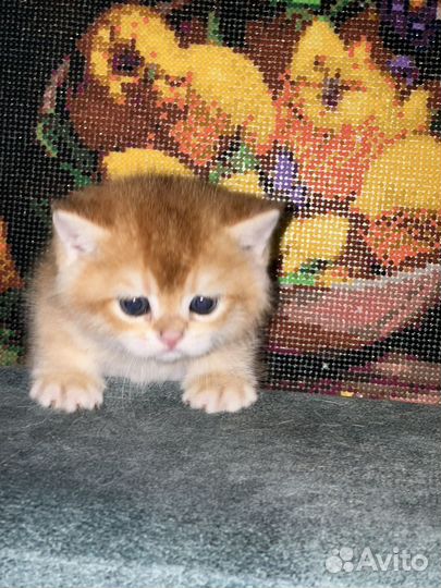 Британские котята золотая шиншилла