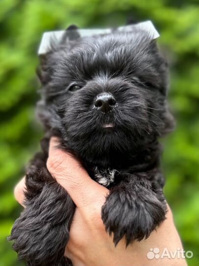 Шикарный черный йорк мальчик