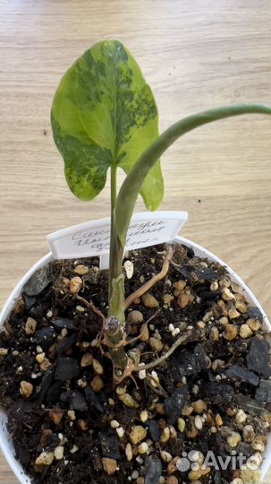 Сингониум imperial еллоу