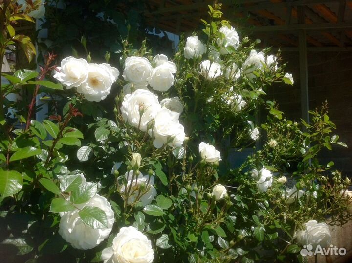 Саженцы роз