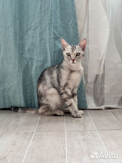 Молодая породистая кошечка ищет дом