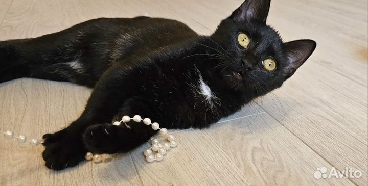 Желтоглазая пуговка Черника