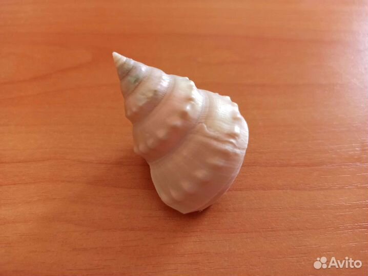 Морские раковины