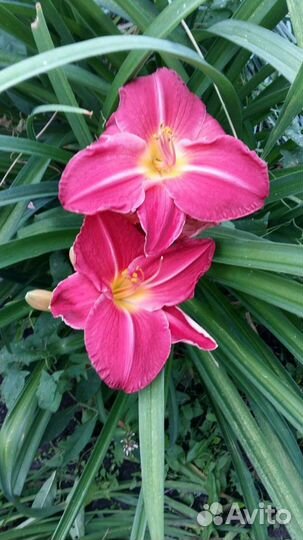 Цветы,многолетник