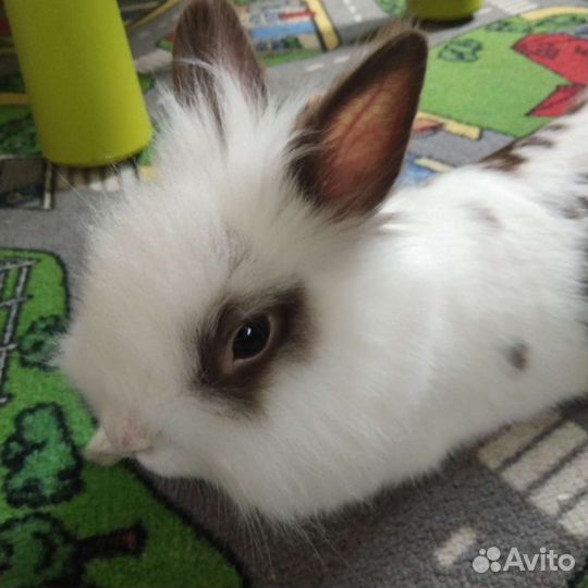 Декоративный кролик с большой клеткой