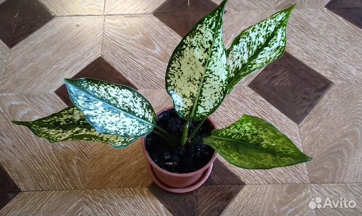 Аглаонема фест даймонд